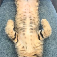 膝の上でへそ天で寝ている子猫