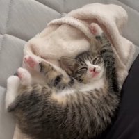 白い毛布の上でバンザイ寝をする子猫