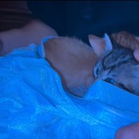 後ろに隠れる茶トラの子猫
