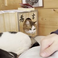「秀吉」と書かれたキャットハウスからお顔を出す猫ちゃん