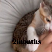人の手を噛む子猫