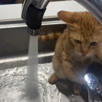 シンクの中でびしょ濡れになる猫
