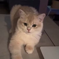 返事をする猫