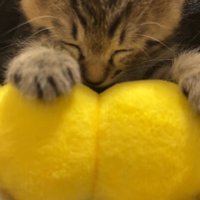 飼い主の膝の上で眠る子猫