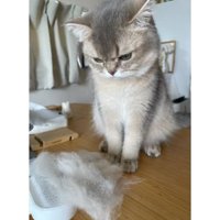 猫と抜け毛