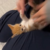 かじりたい猫