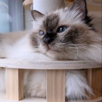 キャットタワーに座る猫