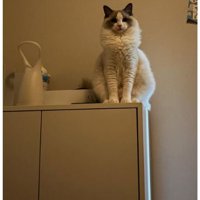 室内にいる猫