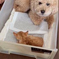 猫のそばに座る犬