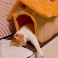 ペットハウスの中に入ってくつろぐ猫