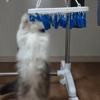 立ち上がる猫