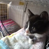 ケージの中にいる子猫
