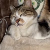 布団で眠る猫