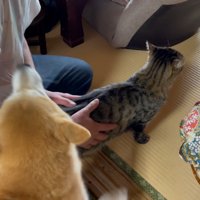 なでてもらう猫と追いかける犬