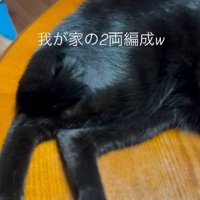 横たわった黒猫の足元