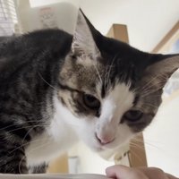 アップになった猫の顔