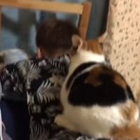 背中の上に乗っている猫