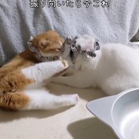 顔をあげた茶白猫