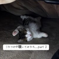 こたつで寝る猫