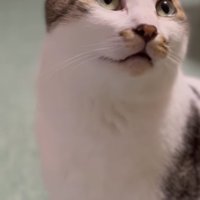 画面斜め右上を見上げるお座りをした猫（字幕なし）