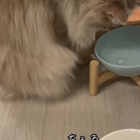 氷を見つめる猫の写真1