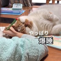 爆睡する猫