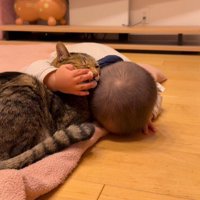 猫に頭を寄せる赤ちゃん