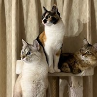 同じ方向を見る猫