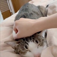 眠りに落ちた猫