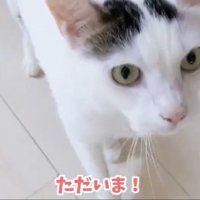 お出迎えチロくん