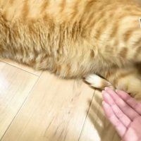 足を触らせるまるとら