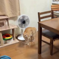 威嚇している猫