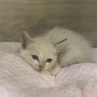 布団に伏せる子猫