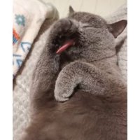 毛づくろいしている猫