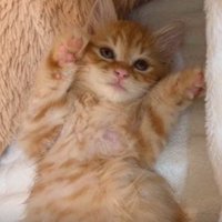 仰向けの子猫