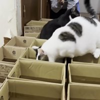 豆大福のクロール