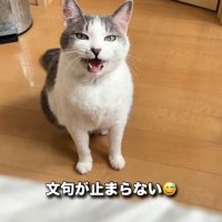 座って怒っている猫