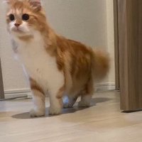 前を見る猫