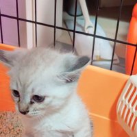 トイレの中で真剣な表情をする子猫