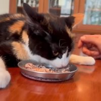 ごはんを食べる猫
