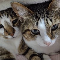 布団から顔を出す猫2匹