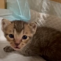 見つめる子猫