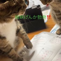 ケンカする猫