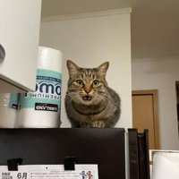 冷蔵庫の上にいる猫