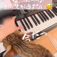 ピアノの演奏を邪魔する猫