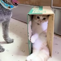 スッポリハマる姿