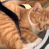 黒い尻尾が乗せられている茶トラ