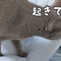 一緒に起こすハムちゃん
