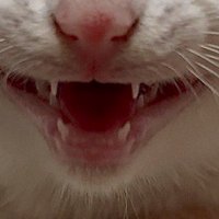 三角形に開かれた子猫の口