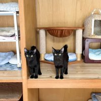 横並びになる黒猫姉弟